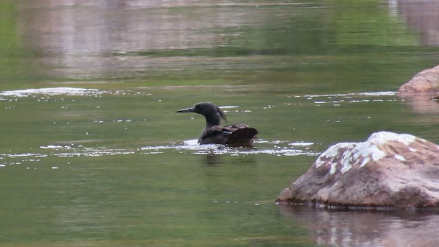 Brazilian Merganser - ML571765461