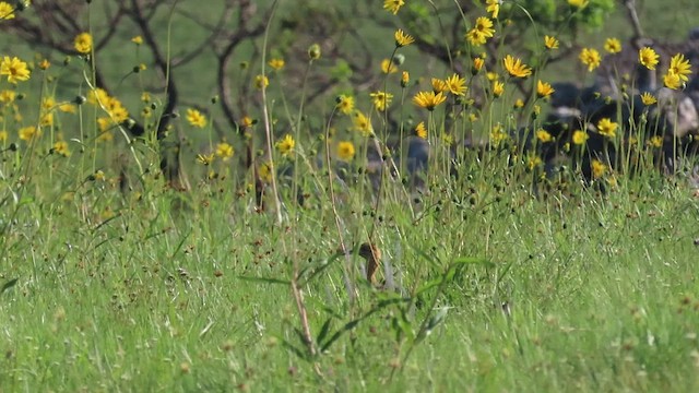 Red-winged Tinamou - ML571766131