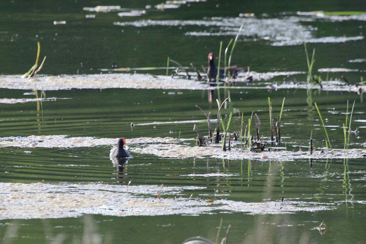 Common Gallinule - ML571766401