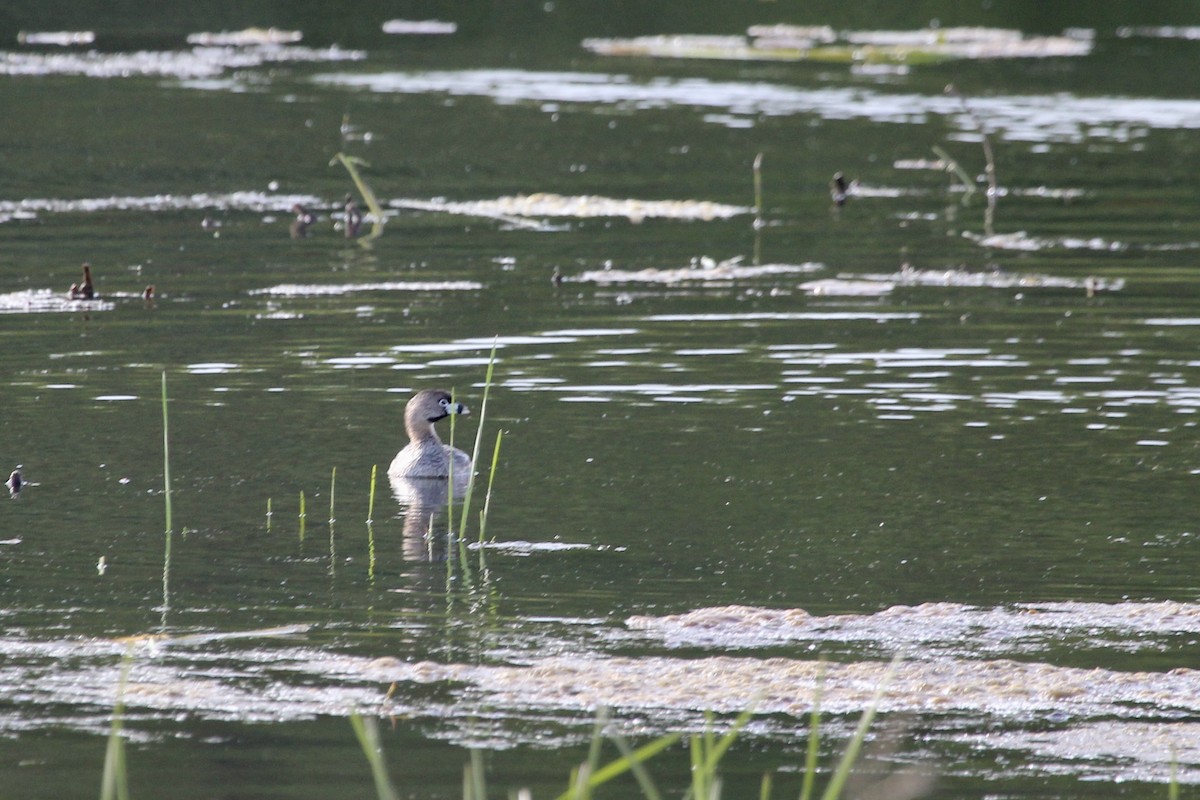 Pied-billed Grebe - ML571766441