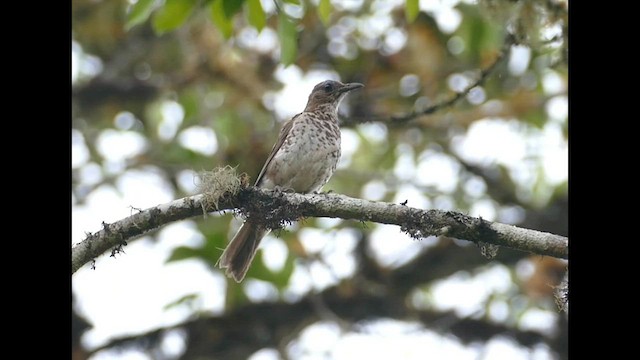 Marañon Thrush - ML571766711