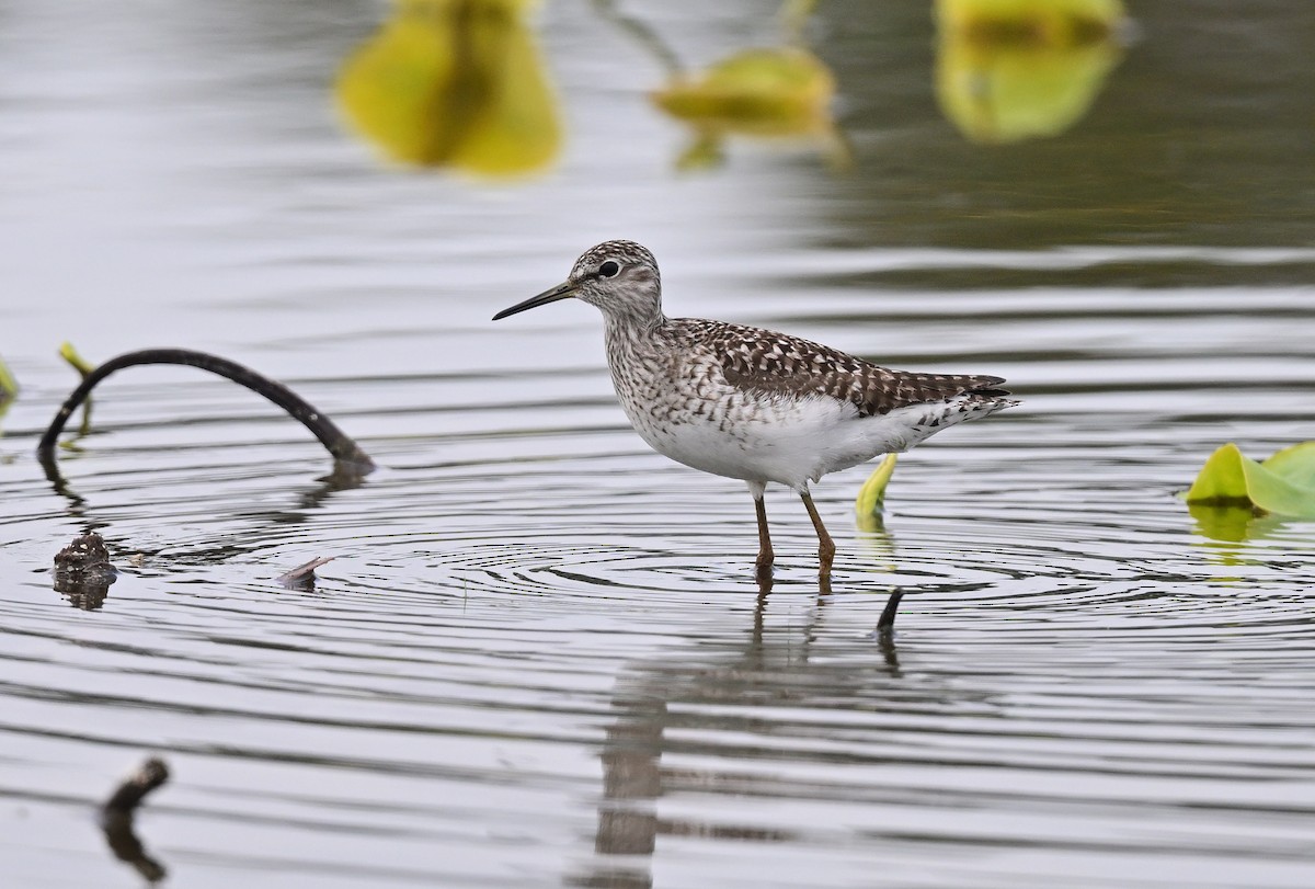 Wood Sandpiper - Shigeyuki Mukawa