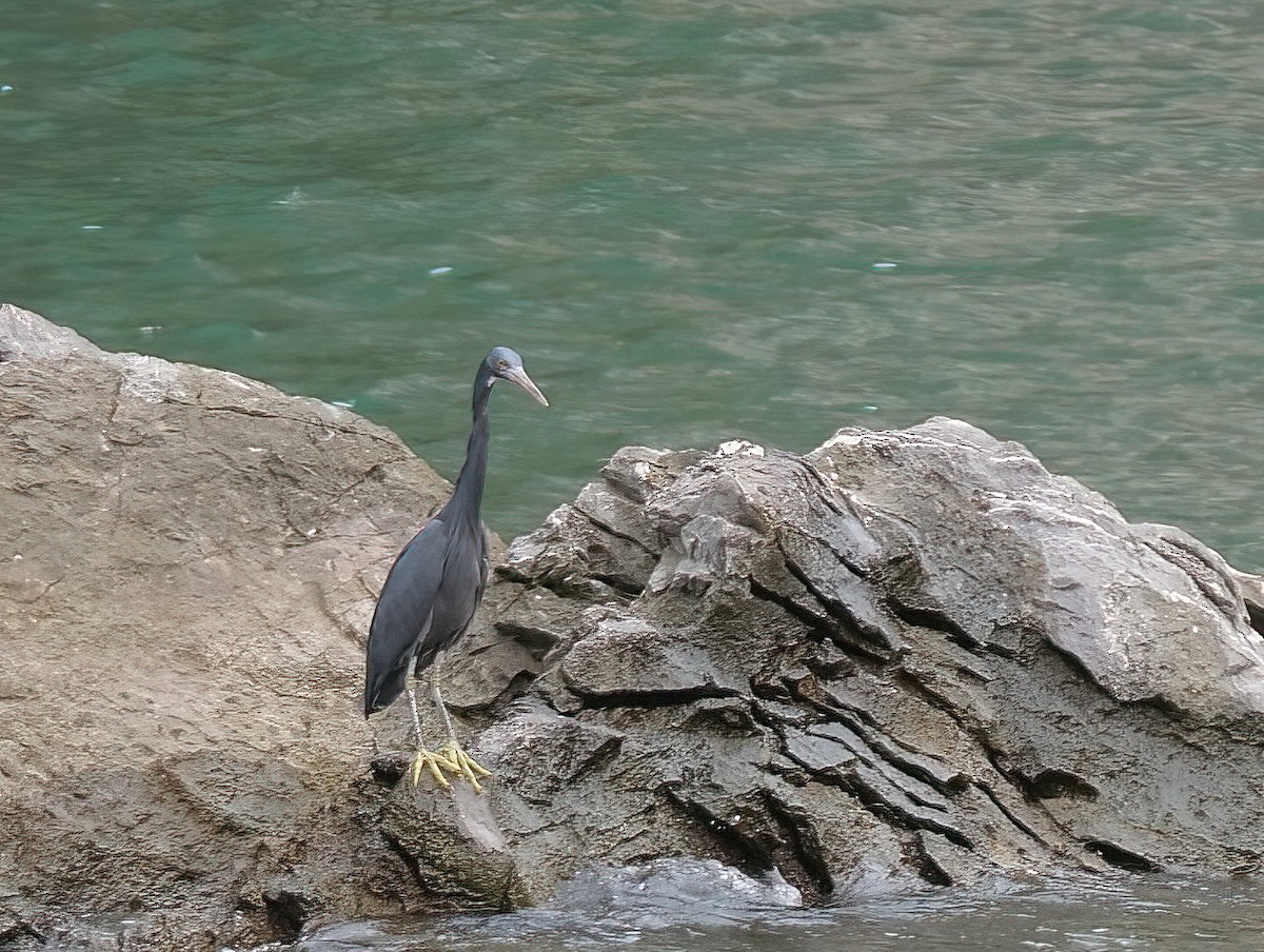 Pacific Reef-Heron - ML571769111