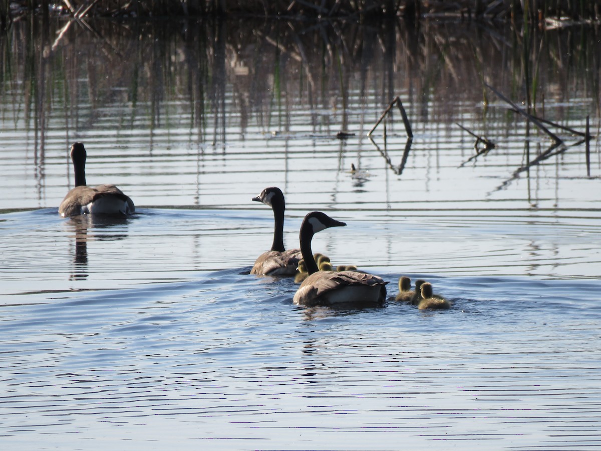 Canada Goose - ML571770441