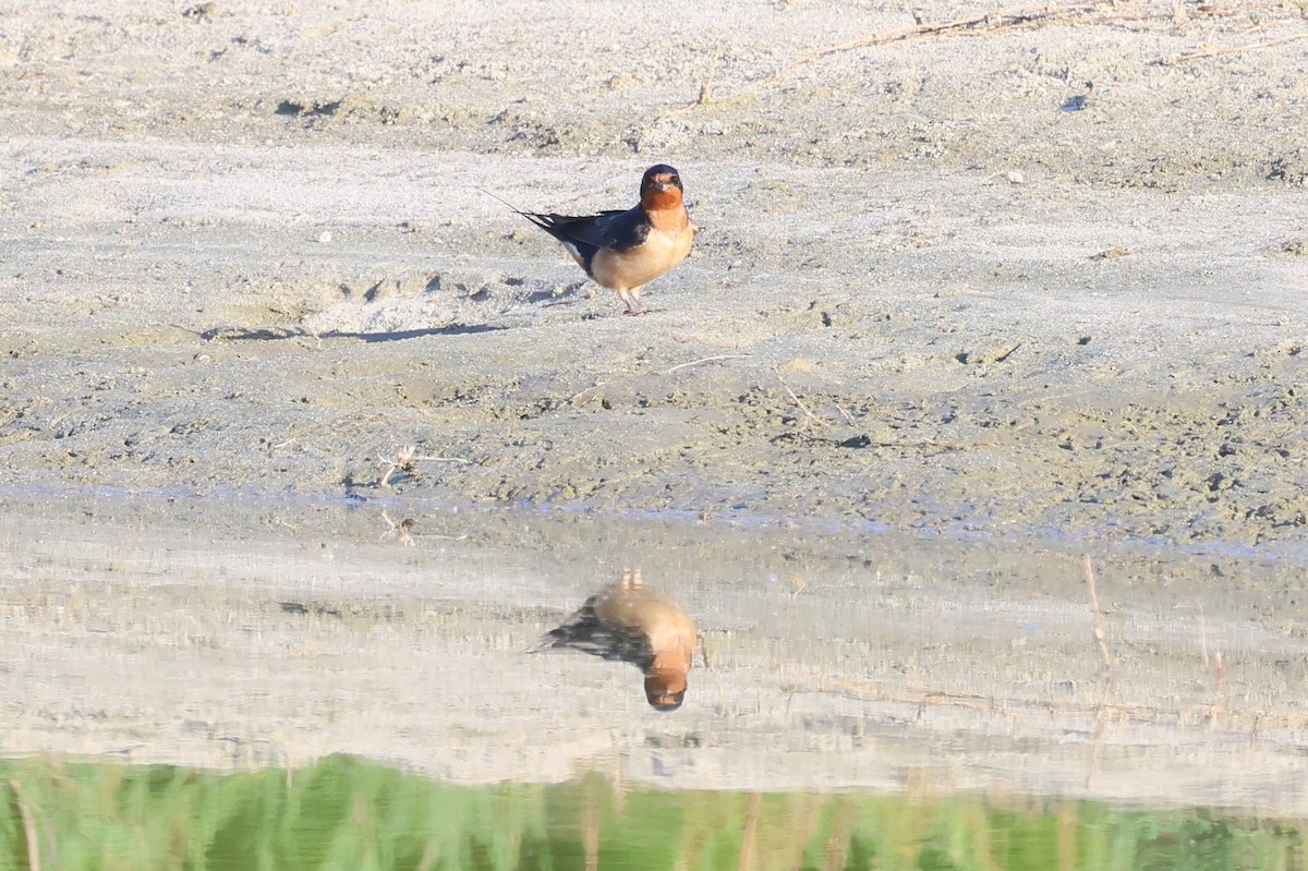 Barn Swallow - William Rockey