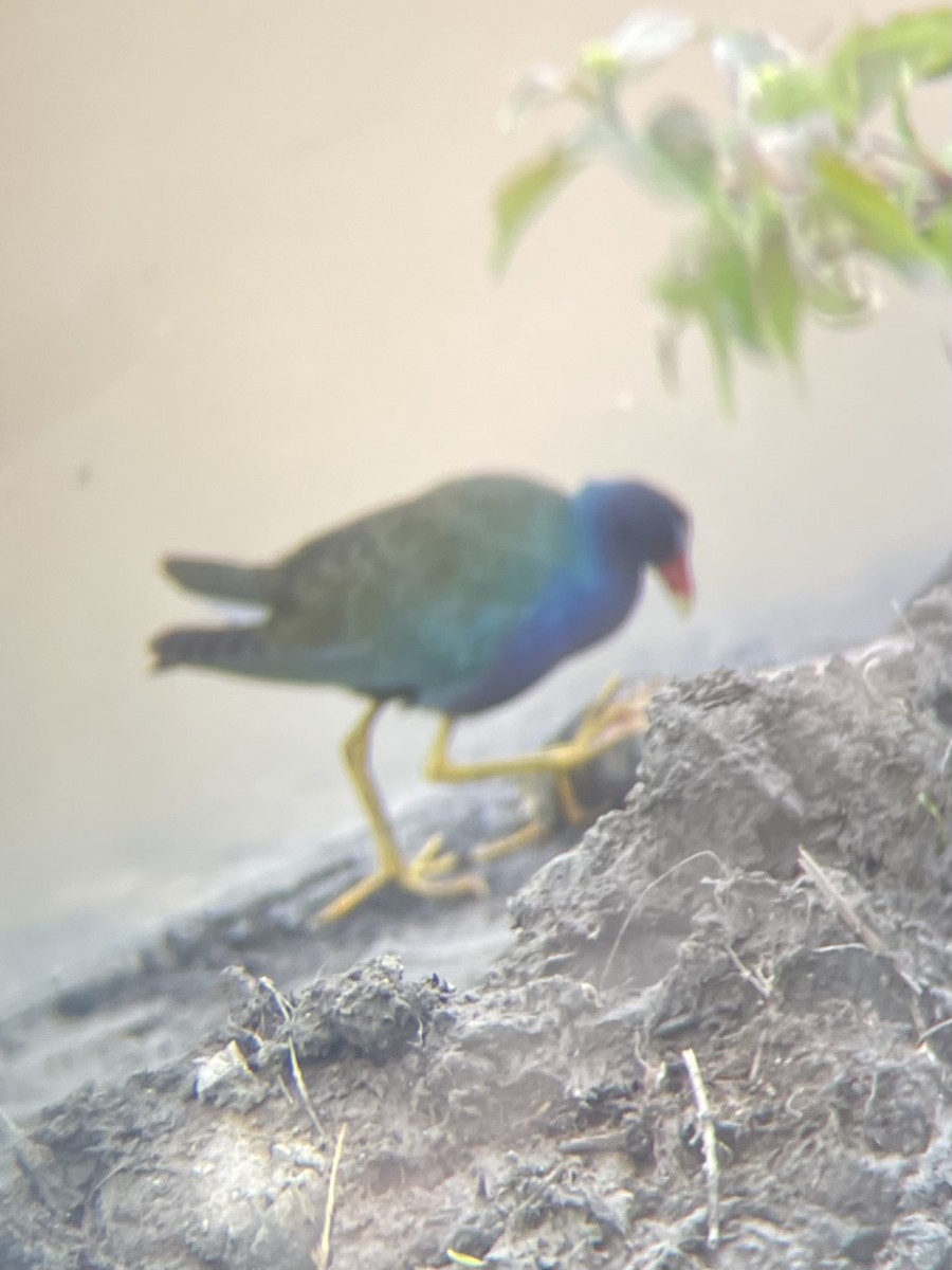 Purple Gallinule - ML571771291