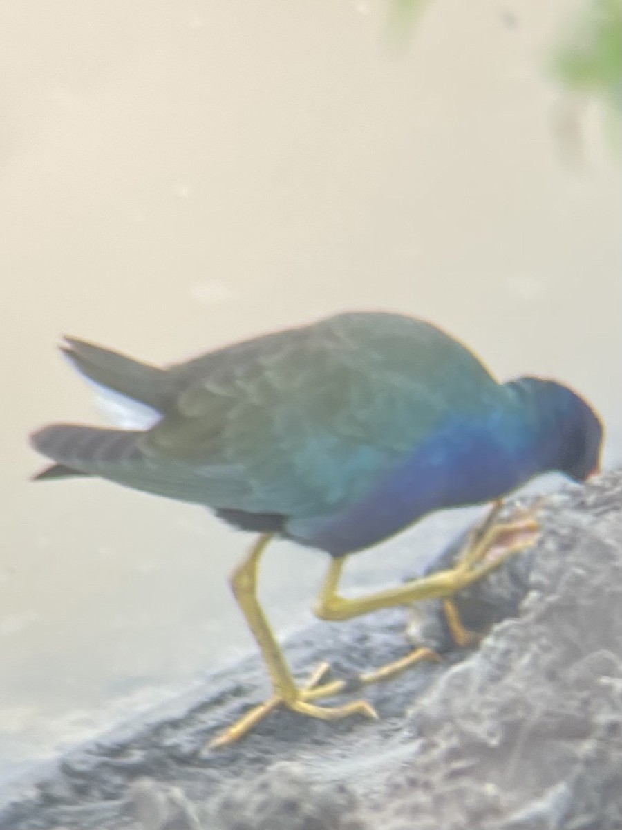 Purple Gallinule - ML571771301