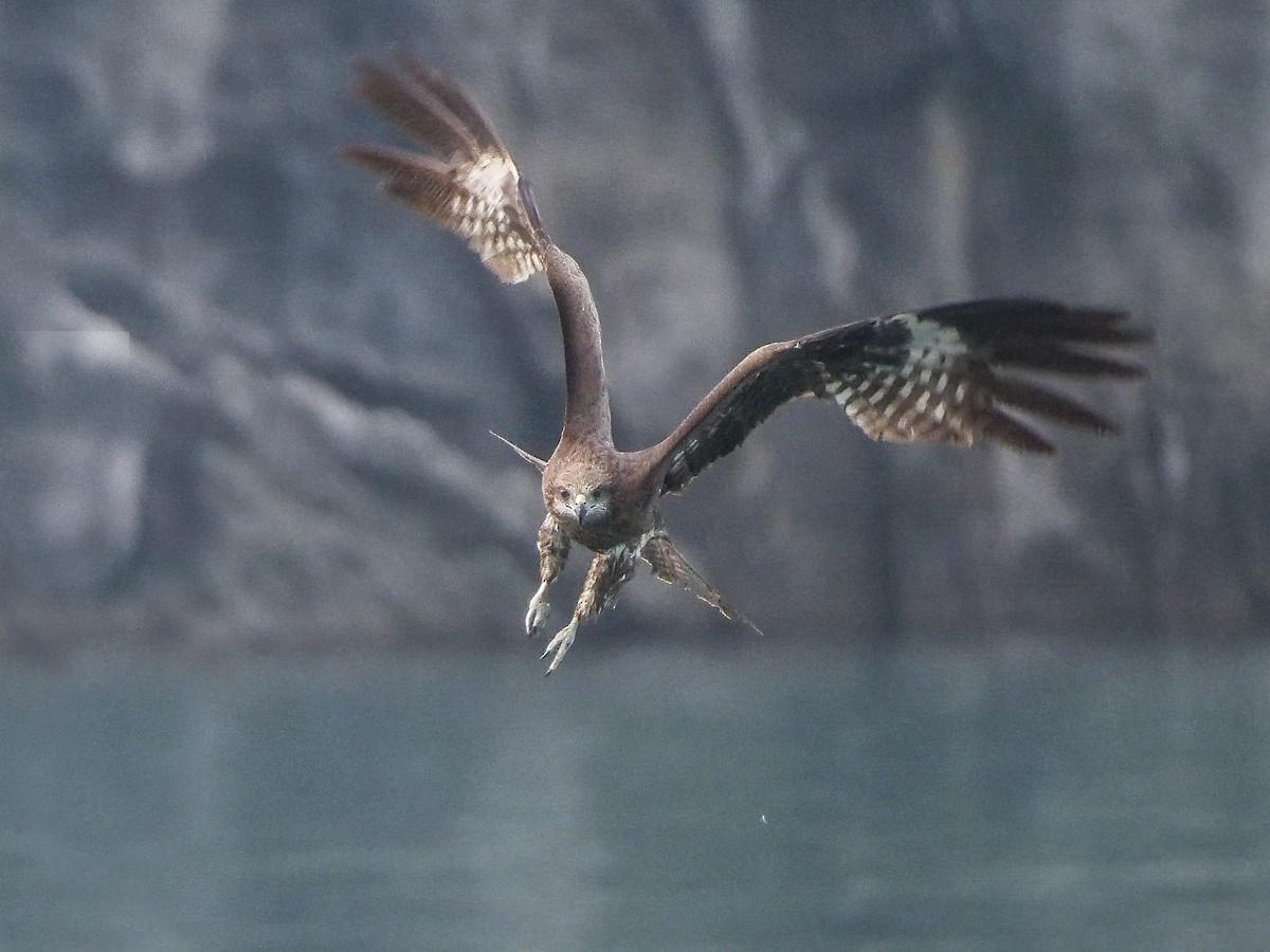 Black Kite (Black) - ML571771351