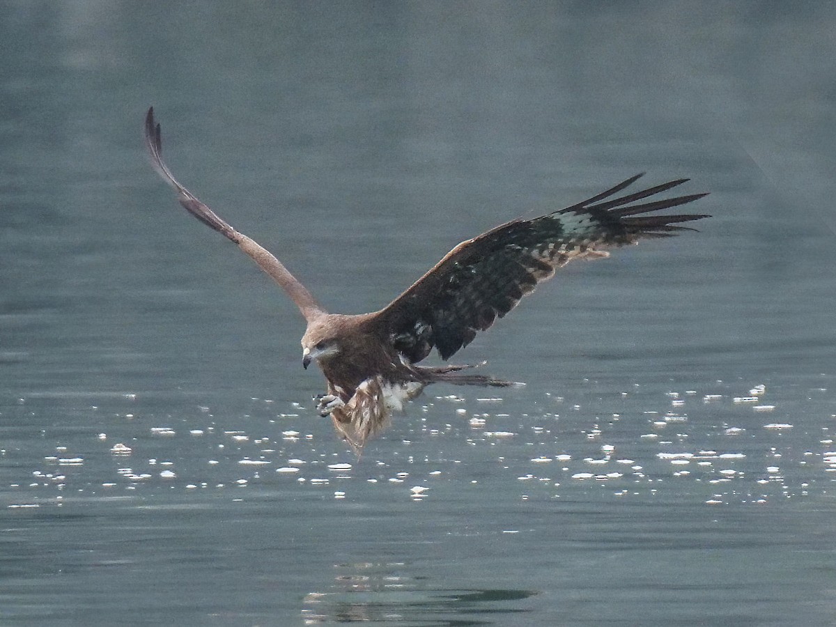 Black Kite (Black) - ML571771361