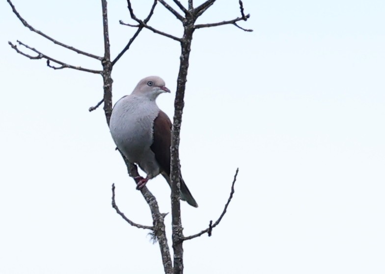 Mountain Imperial-Pigeon - ML571771391
