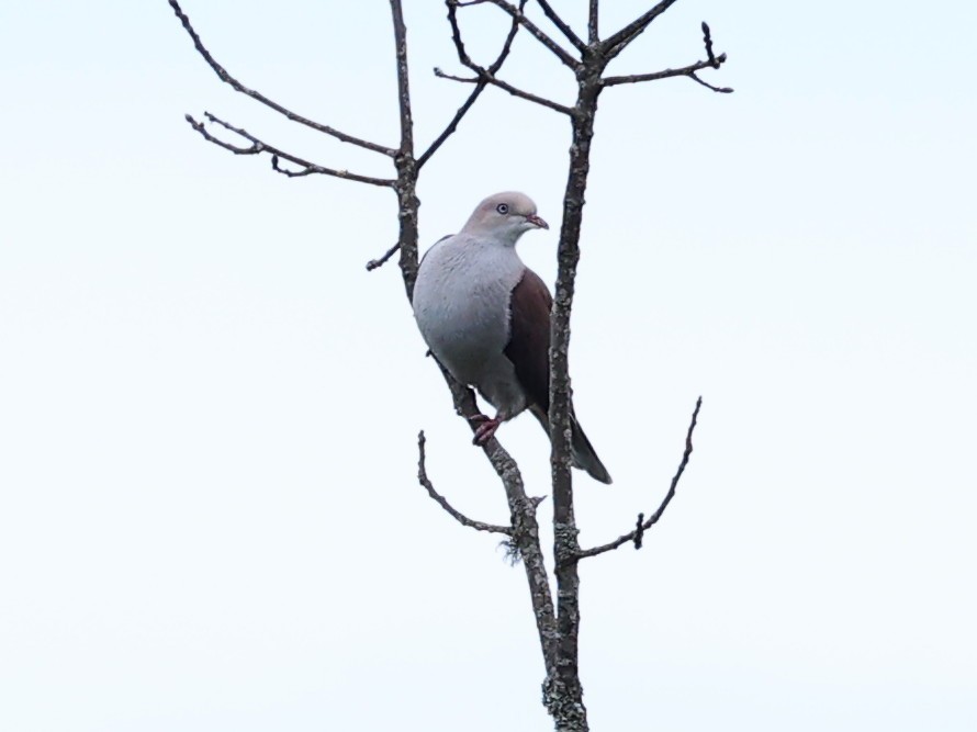Mountain Imperial-Pigeon - ML571771401