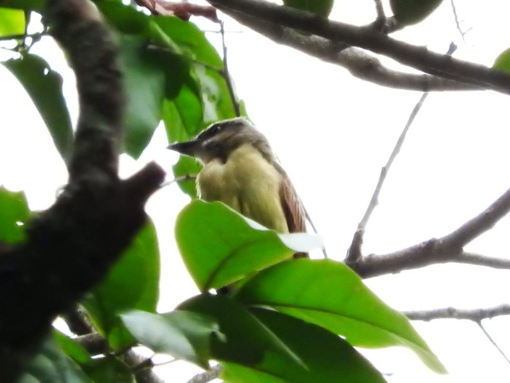 Golden-bellied Flycatcher - ML571771981