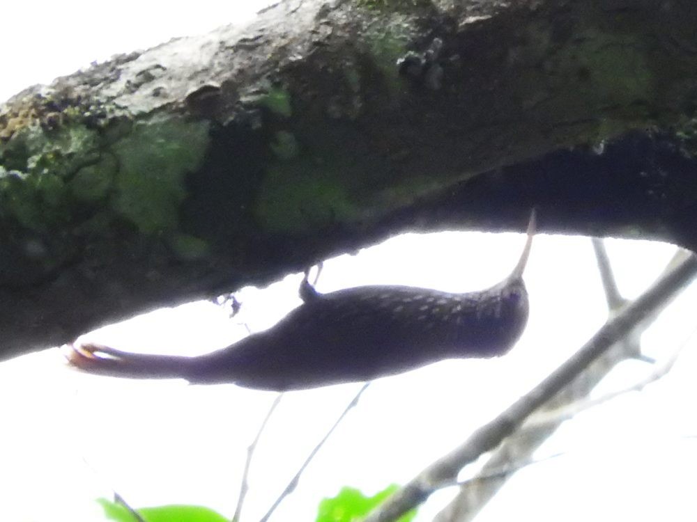 Montane Woodcreeper - ML571772081