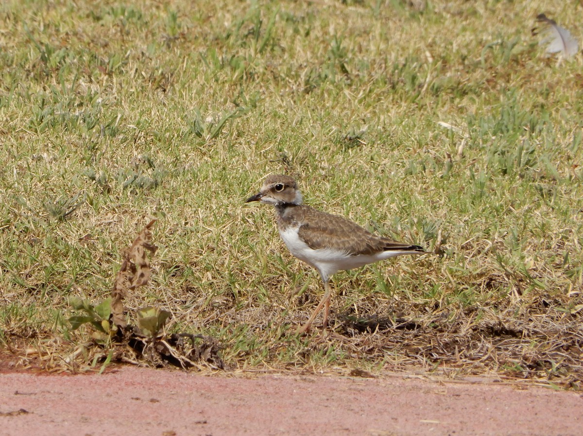 Little Ringed Plover - Alex Viechec