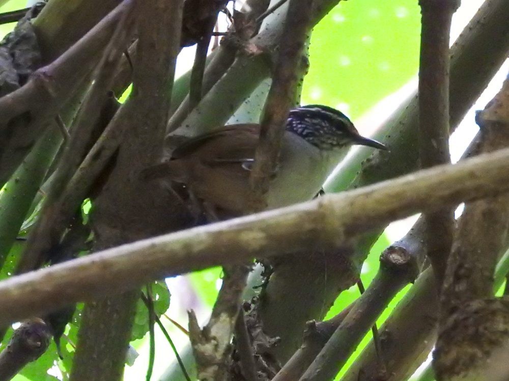 Gray-breasted Wood-Wren - ML571772411