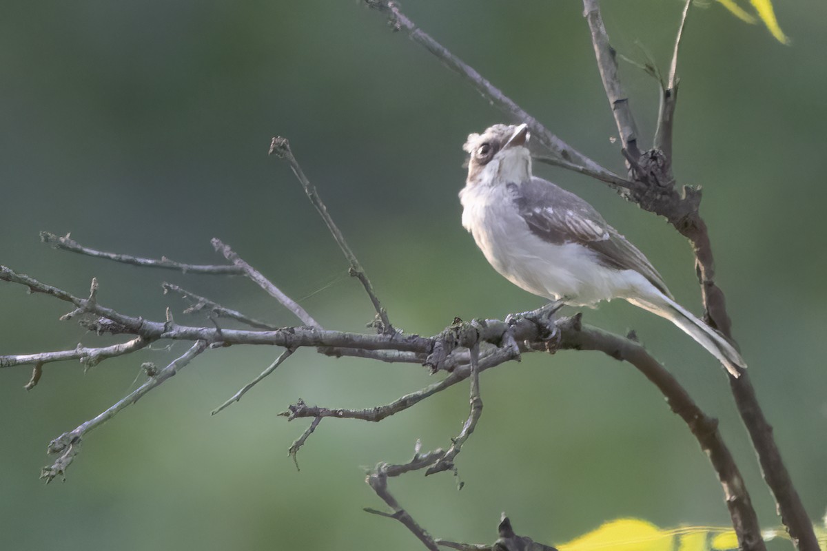 Common Woodshrike - Ravi Jesudas