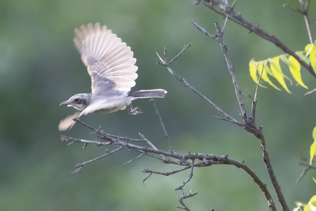 Common Woodshrike - Ravi Jesudas