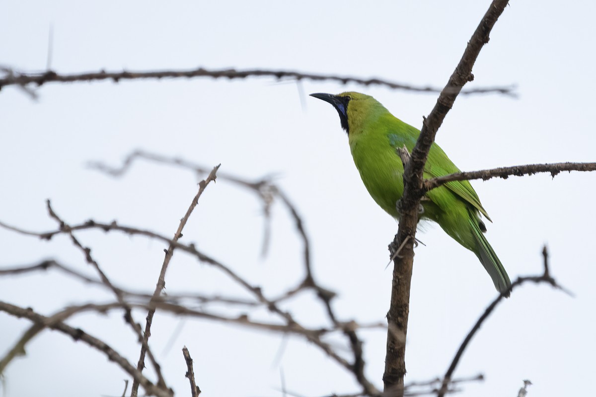 Golden-fronted Leafbird - ML571772681