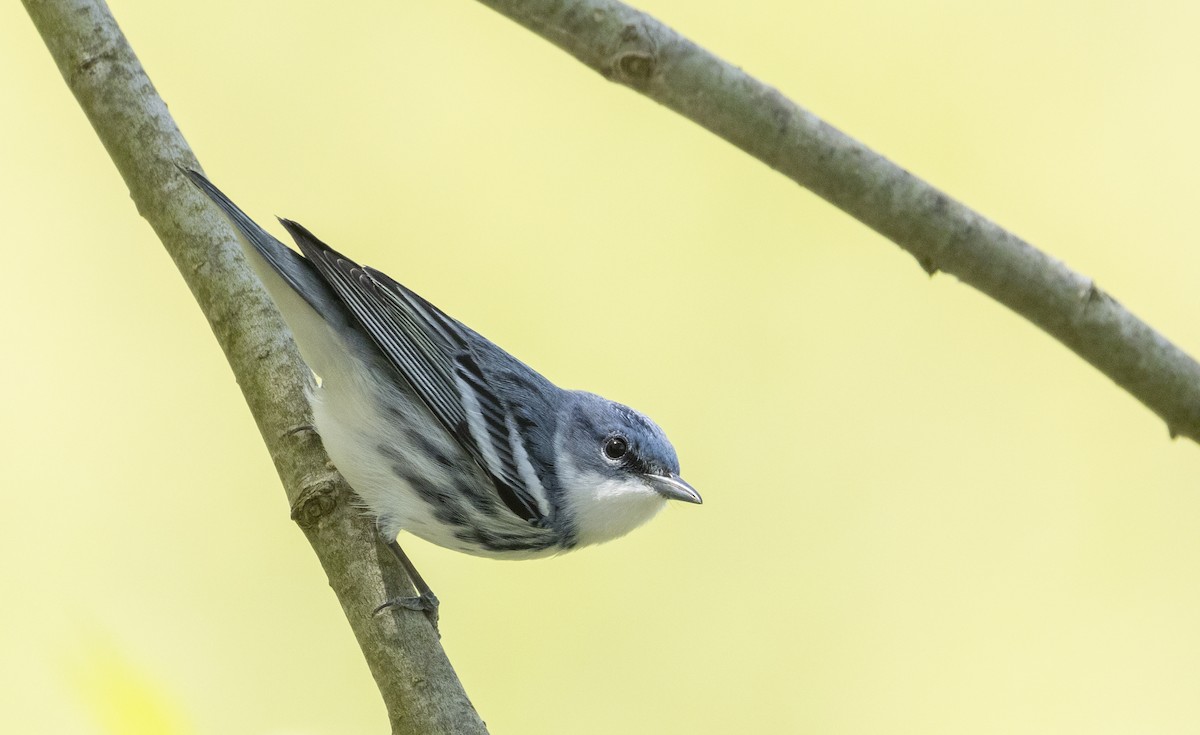Cerulean Warbler - Caleb Putnam