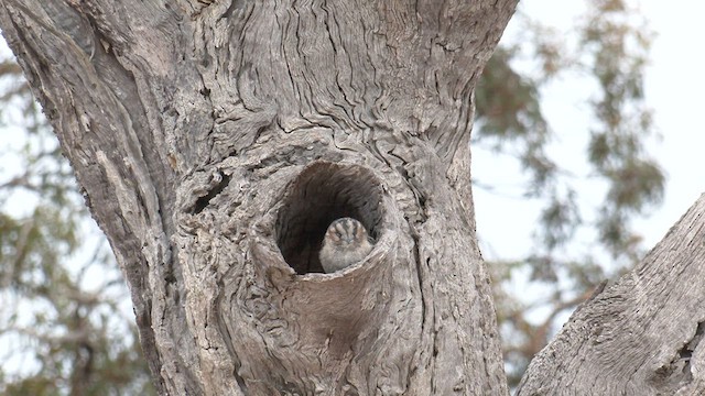オーストラリアズクヨタカ - ML571774191