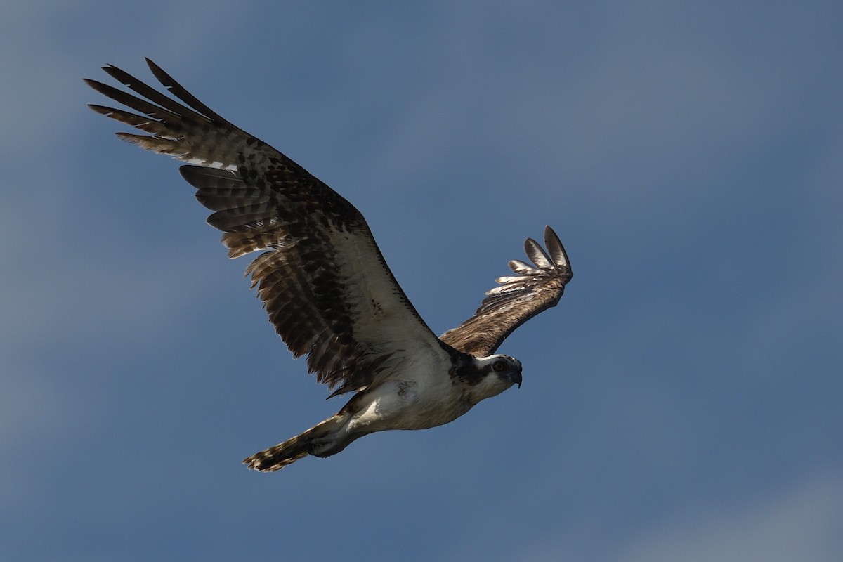 Osprey - Shane Carroll