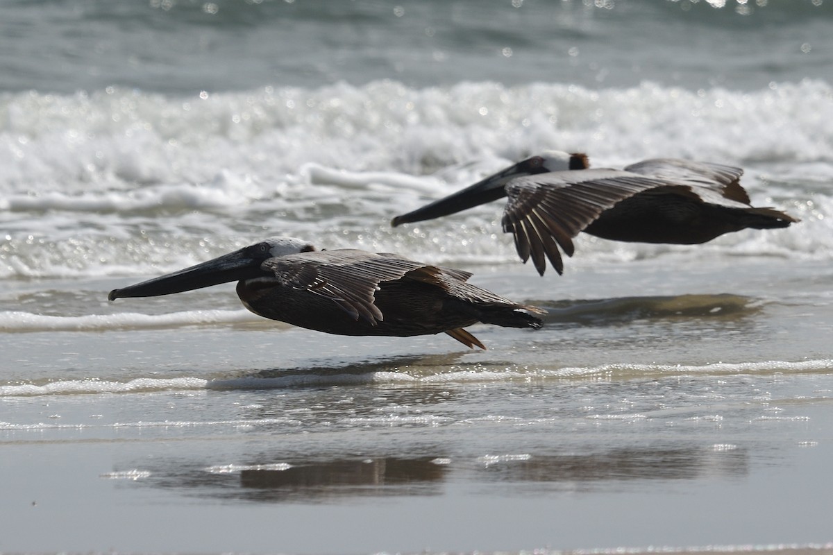 Brown Pelican - ML571775161