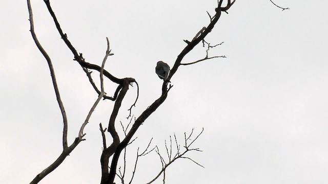 Dusky Woodswallow - ML571775221