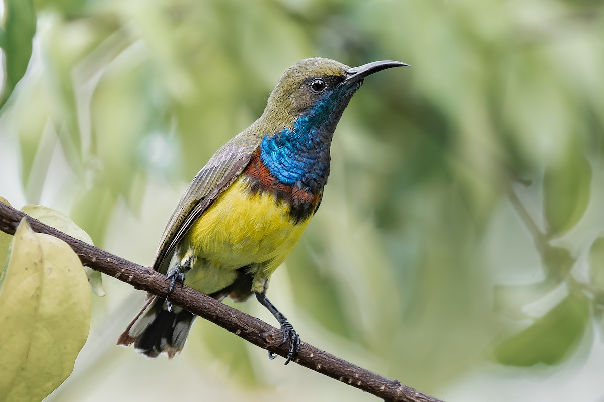 Ornate Sunbird - Natthaphat Chotjuckdikul