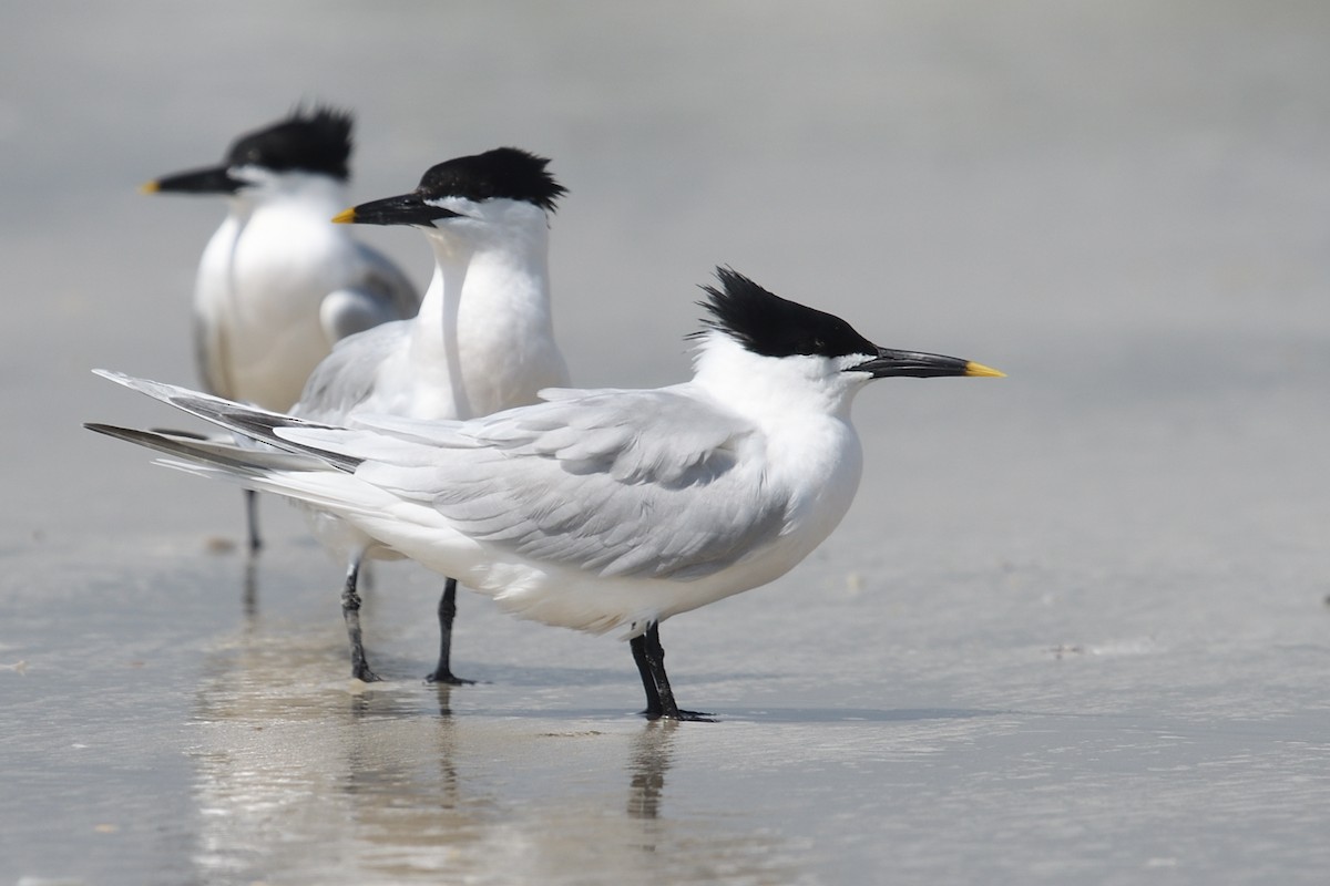 Sandwich Tern - ML571775371