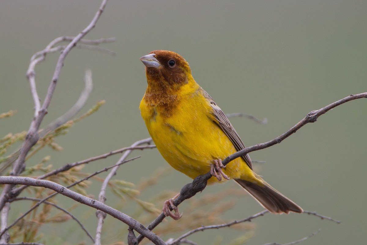 Red-headed Bunting - Elvin Memmedsoy