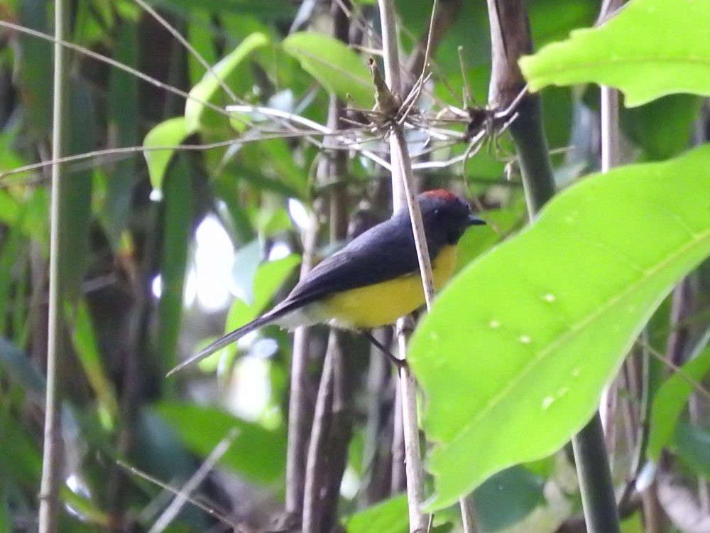 Slate-throated Redstart - ML571776481