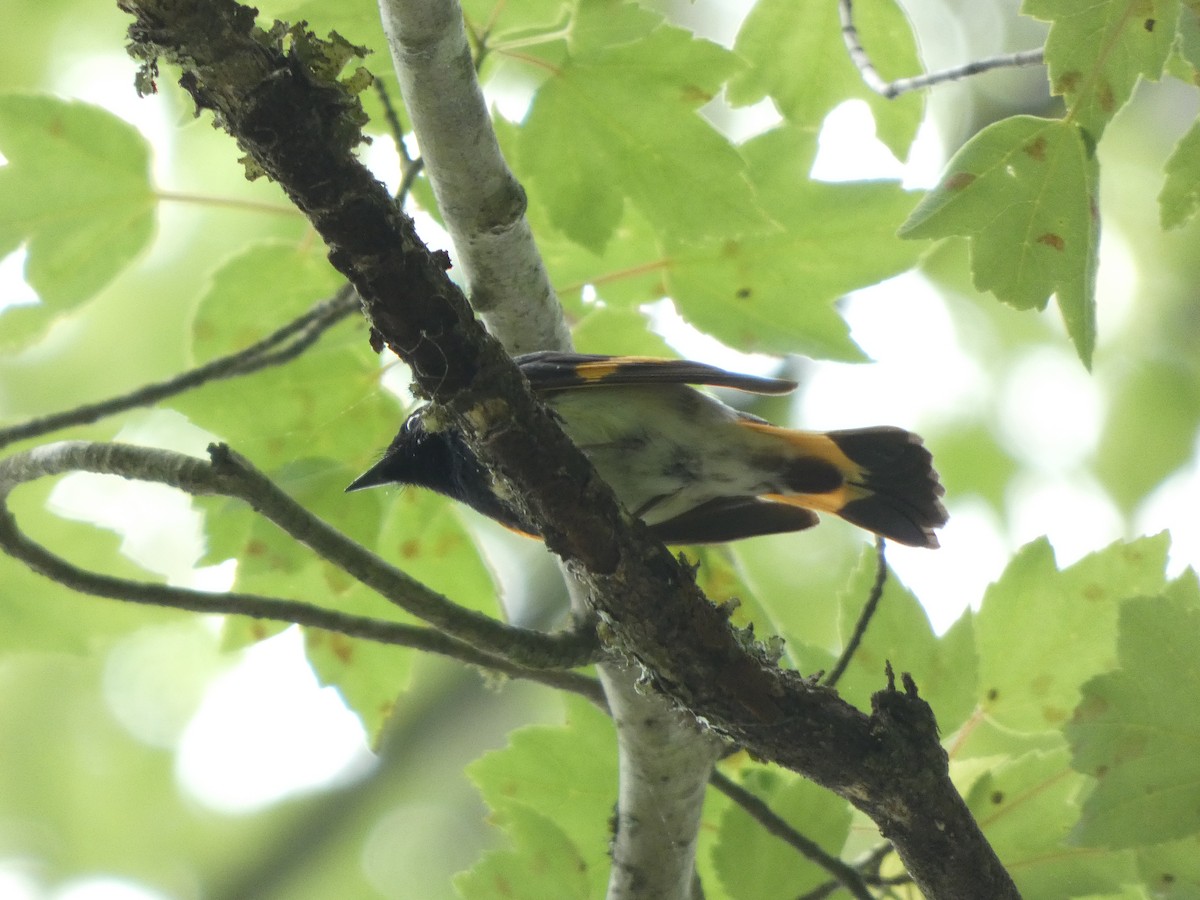 American Redstart - ML571776521