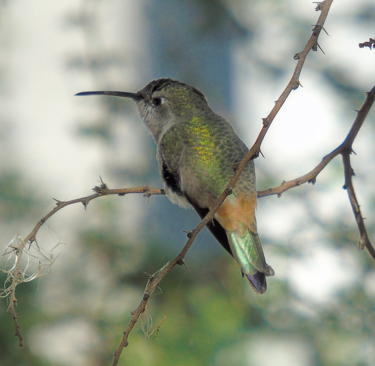 Oasis Hummingbird - ML571778541