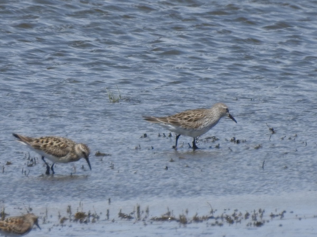 Weißbürzel-Strandläufer - ML57177861