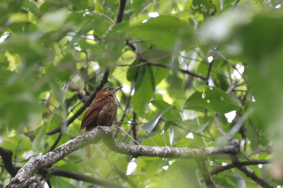 Rufous-necked Foliage-gleaner - Daniel Branch