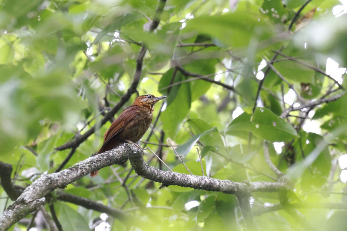 Rufous-necked Foliage-gleaner - ML571778921