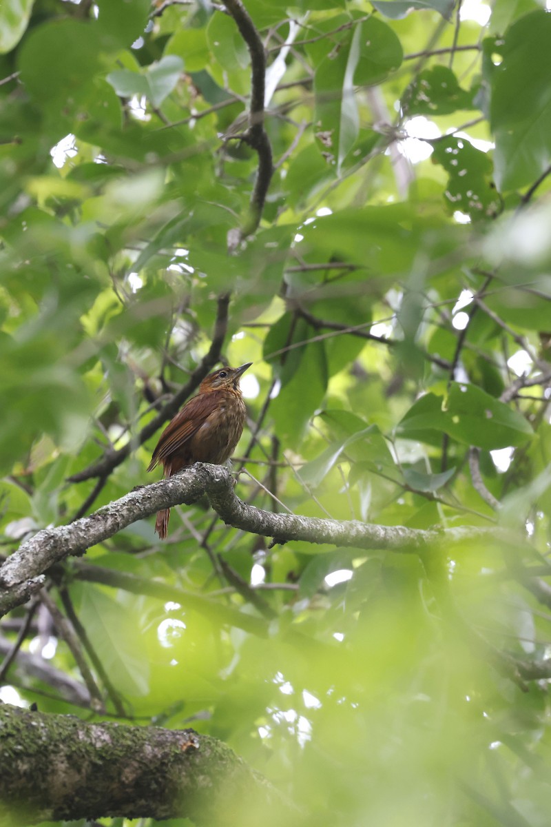 Rufous-necked Foliage-gleaner - ML571778931