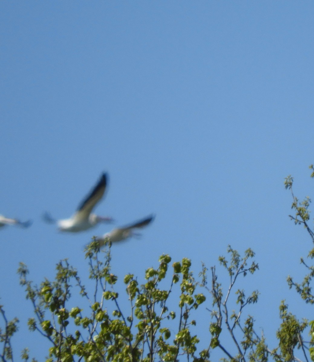 American White Pelican - ML57177931
