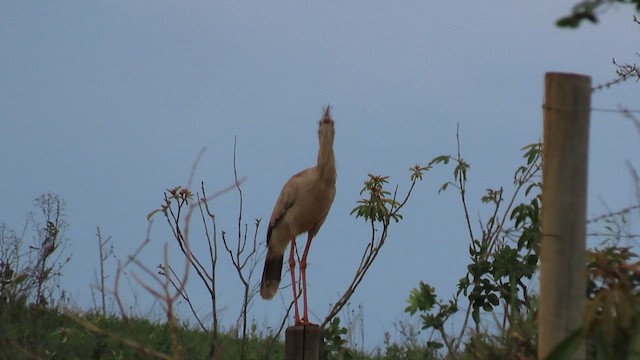 Red-legged Seriema - ML571782061