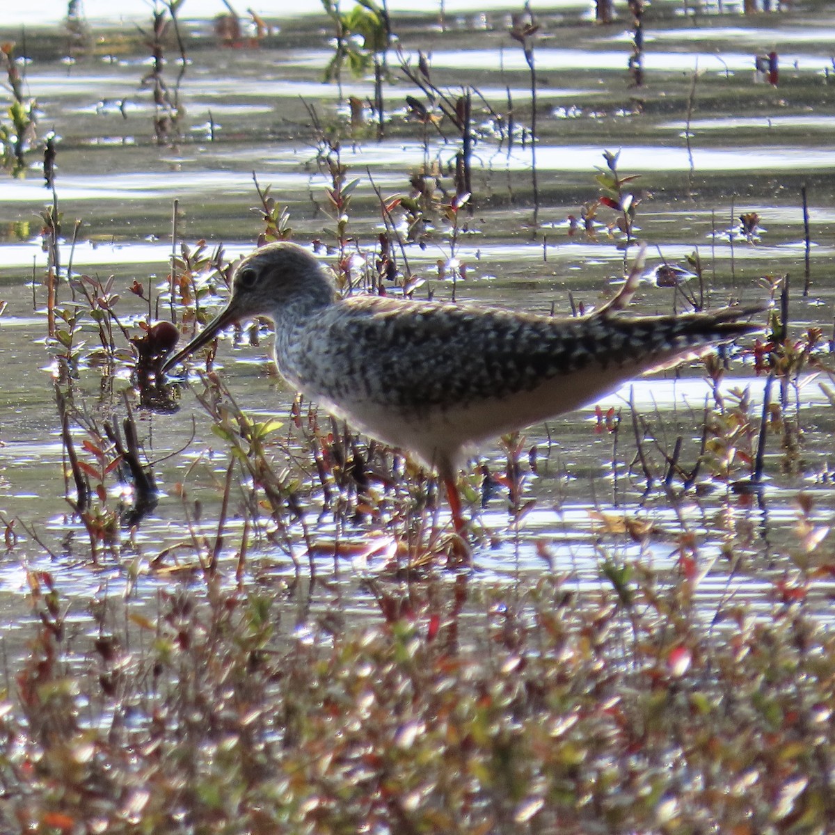 Lesser Yellowlegs - ML571782251