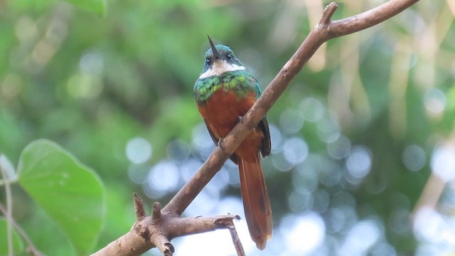 Rufous-tailed Jacamar - ML571783071