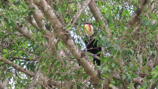 Toco Toucan - ML571783571