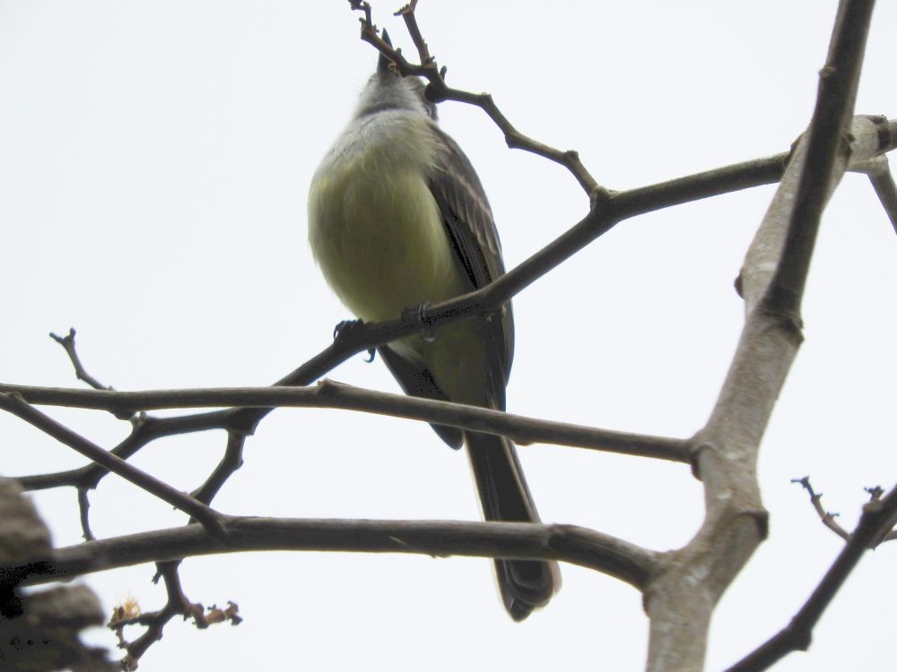Pale-edged Flycatcher - ML571783631