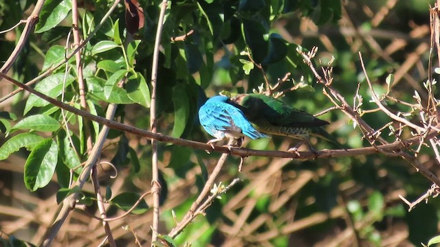 Swallow Tanager - ML571784181