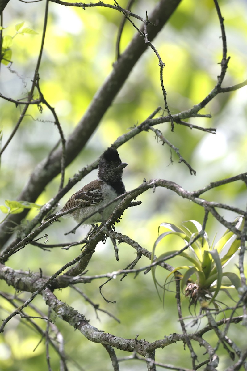 Collared Antshrike (Collared) - Daniel Branch