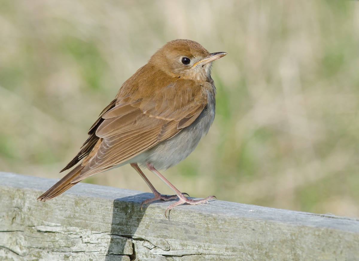 Veery - Alix d'Entremont