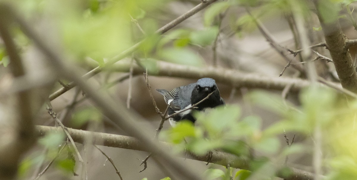 Black-throated Blue Warbler - ML571786031