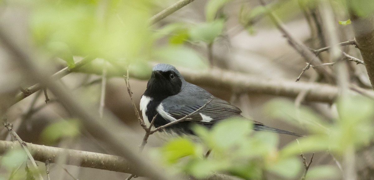 Black-throated Blue Warbler - ML571786041