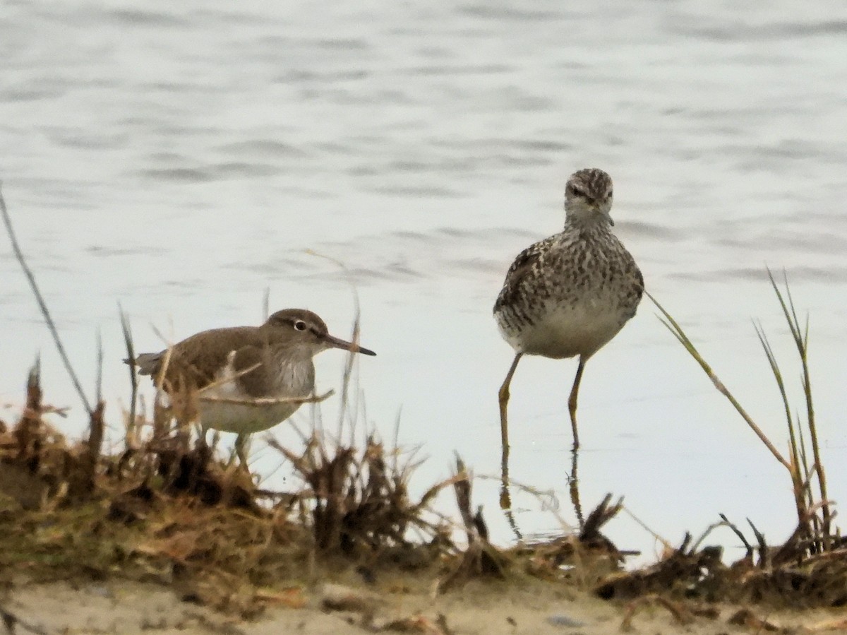 Wood Sandpiper - ML571786411