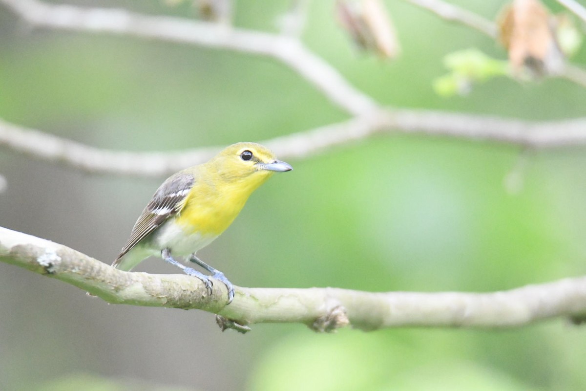 Yellow-throated Vireo - ML571786521